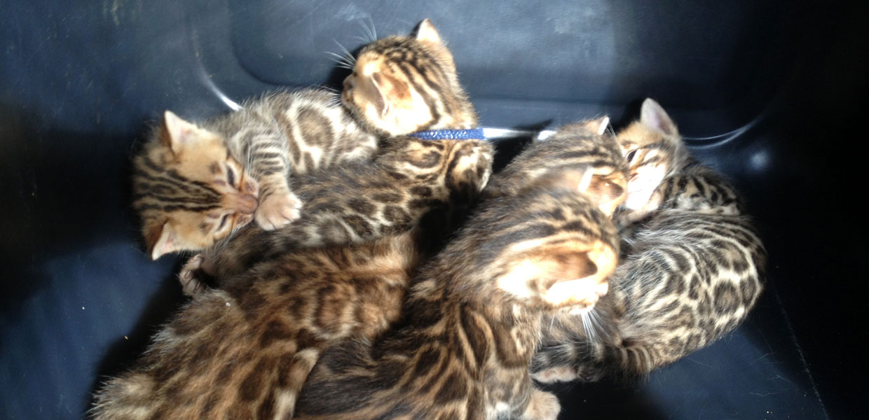 Bengal Cats NZ Bengal Kittens For Sale Auckland Bengal Cat Breeders
