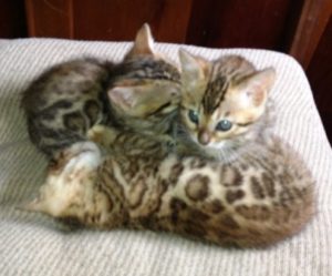 Bengal Kittens Litter