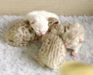 Bengal Kittens Snow