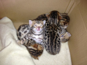 Adopt a Bengal Kitten