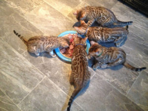Adopting a Bengal Kitten