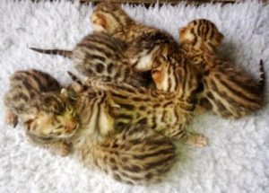 Adopting Bengal Kittens