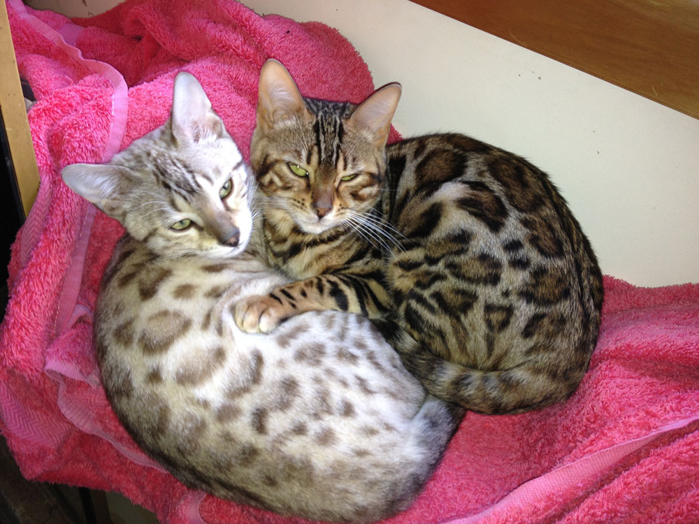 Baby Savannah Cat For Adoption The W Guide