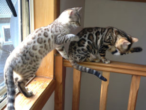 Bengal Cat