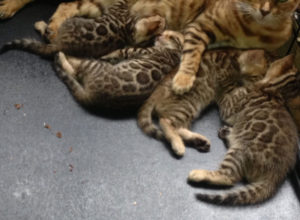 Bengal Cat Breeders