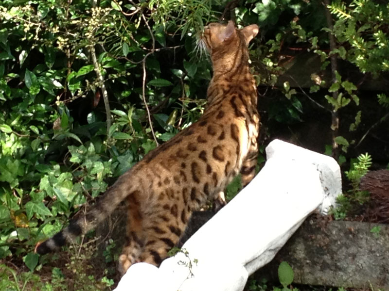 Bengal Cat Temperament