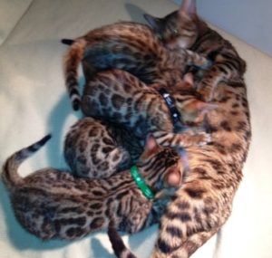 Bengal Cats for Adoption