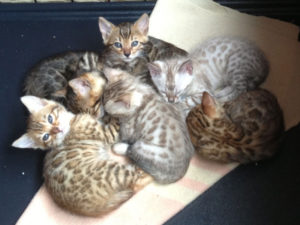 Bengal Cats for Sale
