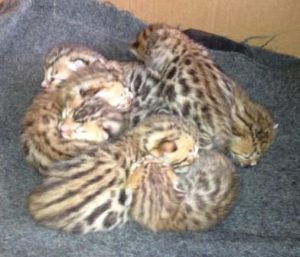 Bengal Kitten Adoption