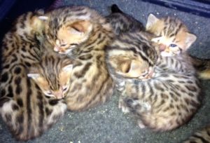 Bengal Kitten Breeder