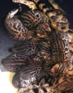 Bengal Kitten Breeders