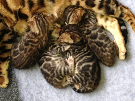 Bengal Kitten for Sale Auckland