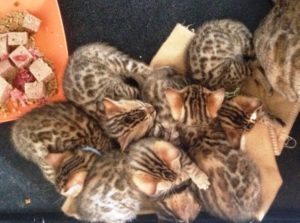 Bengal Kittens for Sale NZ