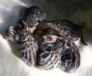 Bengal Rosette Kittens