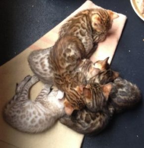 Snow Bengal Kittens