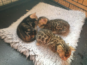 Top Bengal Cat Breeders