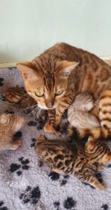 Bengal cat with kittens