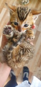 Cute Bengal Kitten