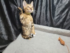 funny bengal