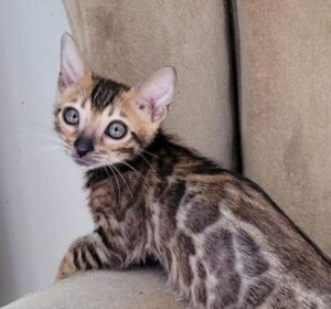 What-is-the-lifespan-of-a-Bengal-cat.