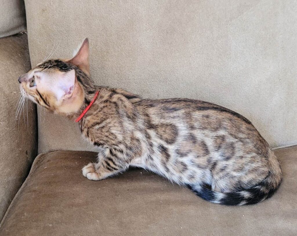 how-much-does-a-bengal-cost-wild-mariner-bengals