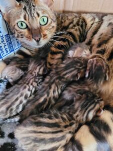 Bengal kittens available around Christmas