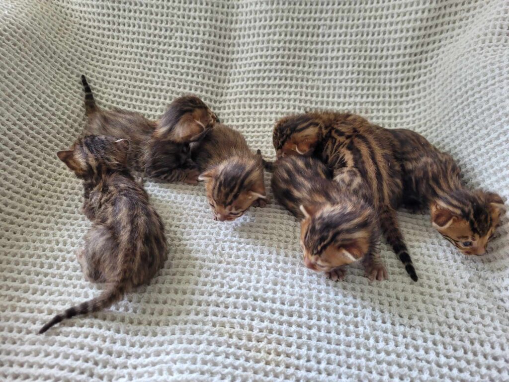 Wildmariner is a registered Bengal Breeder in Auckland NZ