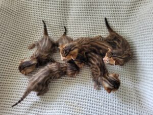 Bengals Auckland
